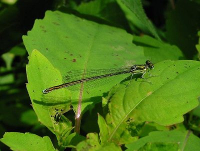 Sedge Sprite