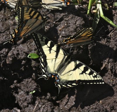 Tiger Swallowtails