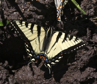 Tiger Swallowtails