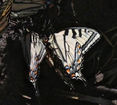 Tiger Swallowtails