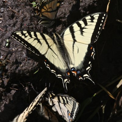 Tiger Swallowtails