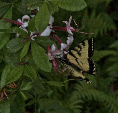 Tiger Swallowtail