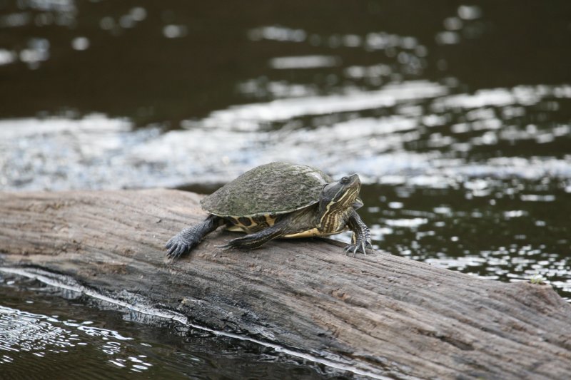 Turtle at Hatiguanico River Zapata Peninsula