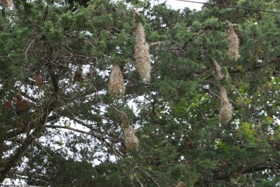 Oropendola Nests near Tapanti