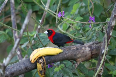 Crimson-Collared Tanager at Rancho Naturalista