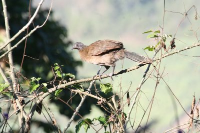 Gray-Headed Chachalaca at Rancho Naturalista