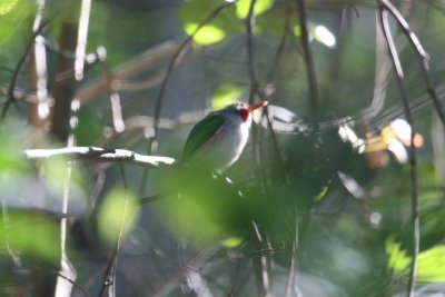 Cuban Tody at Refugio de Fauna Bermeja