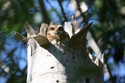 Cuban Screech Owl at Refugio de Fauna Bermeja