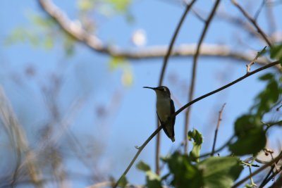 Bee Hummingbird near Refugio de Fauna Bermeja