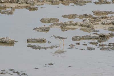 Greater Yellowlegs at Refugio de Salinas Zapata Peninsula