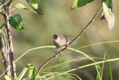 Zapata Wren at Hatiguanico River Zapata Peninsula