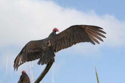 Turkey Vulture at Hatiguanico River Zapata Peninsula