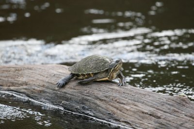 Turtle at Hatiguanico River Zapata Peninsula