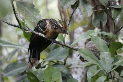 Hoatzin - Sacha Lodge