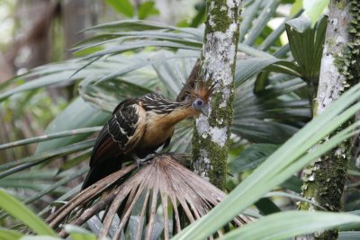 Hoatzin - Sacha Lodge