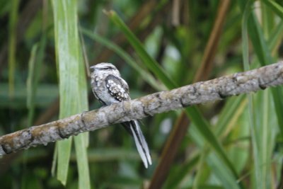 Ladder-tailed Nightjar - Rio Napo