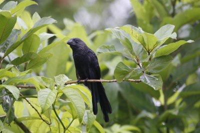 Smooth-billed Ani - Sacha Lodge