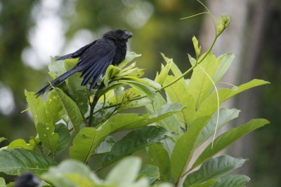 Smooth-billed Ani Fledgling - Sacha Lodge
