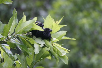 Smooth-billed Ani Fledglings - Sacha Lodge