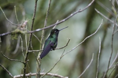 Magnificent Hummingbird (M) - Los Quetzales - Cabin 8