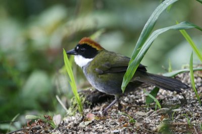 Chestnut-capped Brush-finch - Los Quetzales - Cabin 8