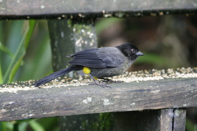 Yellow-thighed Finch - Los Quetzales - Cabin 8