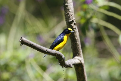 Thick-billed Euphonia (M) - Canopy Lodge