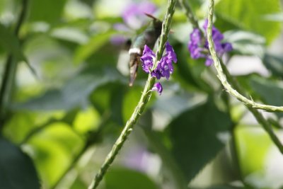 Rufous-crested Coquette (M) - Canopy Lodge