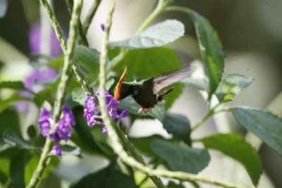 Rufous-crested Coquette (M) - Canopy Lodge