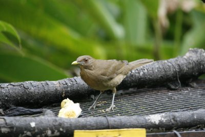 Clay-colored Thrush - Canopy Lodge