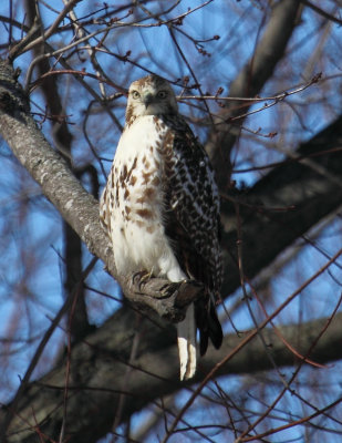 Red Tailed Hawk 001