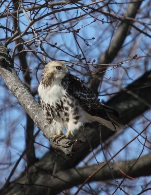 Red Tailed Hawk 004