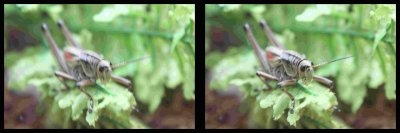 Grasshopper 01