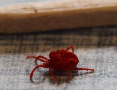 Red Spider Mite 001