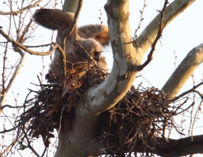 Great Horned Owl_im 02