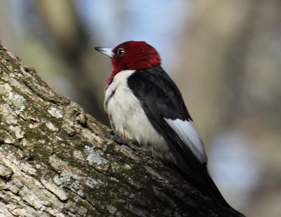 Red Headed Woodpecker 001