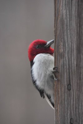 Red Headed Woodpecker 002