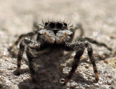 Jumping Spider 003