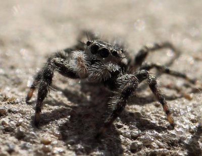 Jumping Spider 005