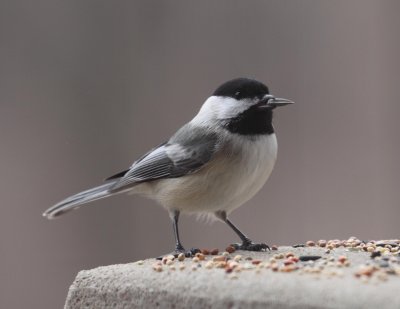 Black Capped Chickadee 001
