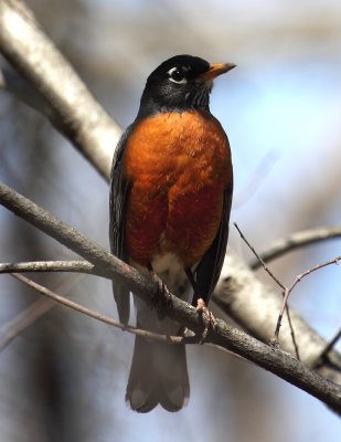 M. Robin 003