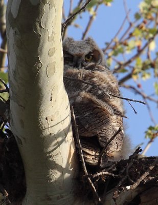 Great Horned_im 07