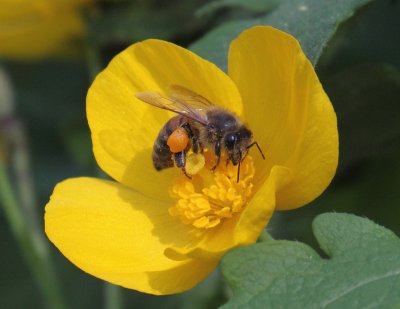 Honey bee 001