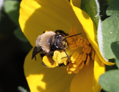 Carlin's Andrena Bee 001