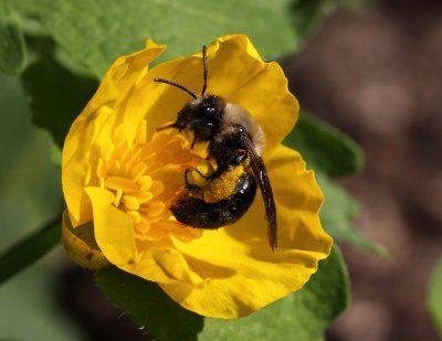 Carlin's Andrena Bee 003