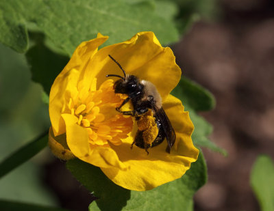 Carlin's Andrena Bee 005