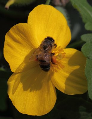 Honey bee 006