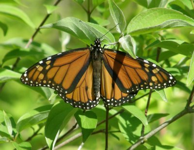 Butterflies