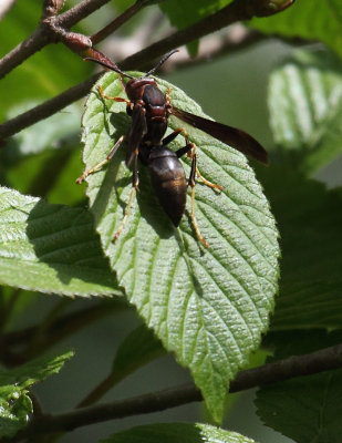 Paper Wasp 001