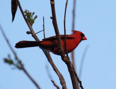 M. Cardinal 001